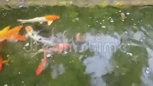 鲤鱼在池塘里游泳视频的预览图