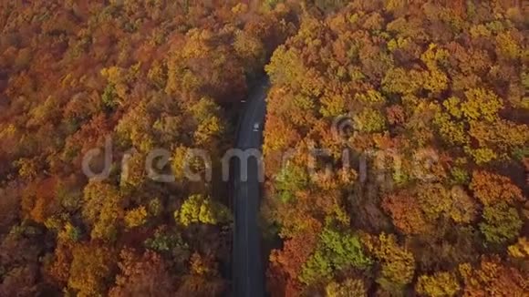 汽车在阳光明媚的秋林中行驶视频的预览图