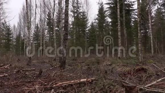 在被破坏的森林中旋转摄像机视图视频的预览图