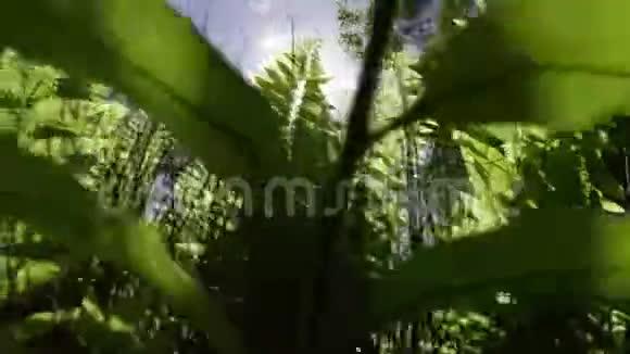 在高大的植物下面拍摄镜头耀斑视频的预览图