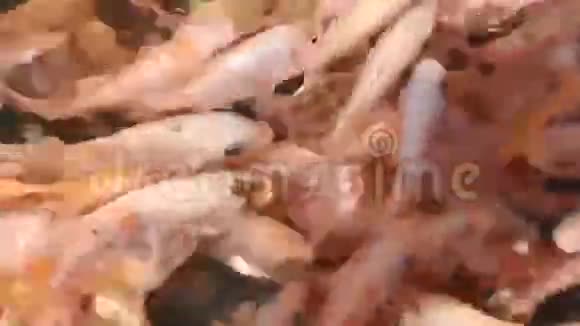 热带金鱼视频的预览图