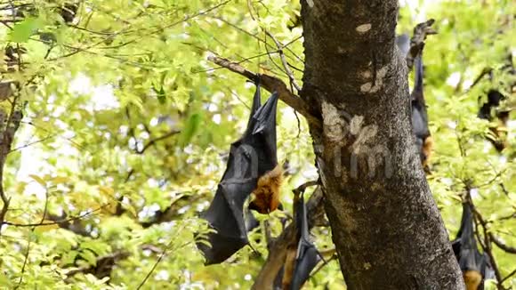 蝙蝠挂在树上视频的预览图