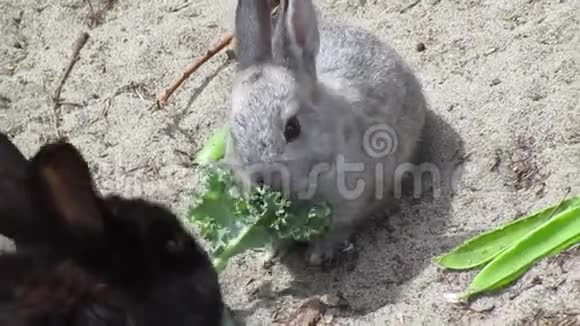 一群小兔子在欣赏甘蓝视频的预览图