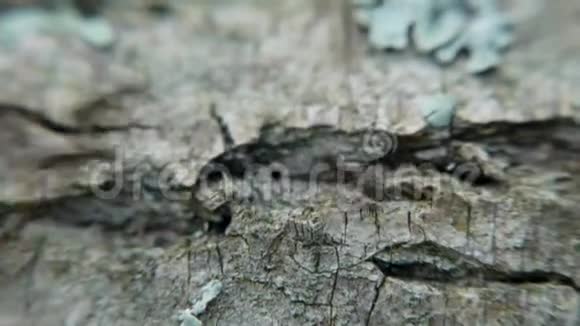 木头背景上红色蚂蚁的宏射剪辑一群红蚂蚁正在木材上寻找食物会活下去的视频的预览图