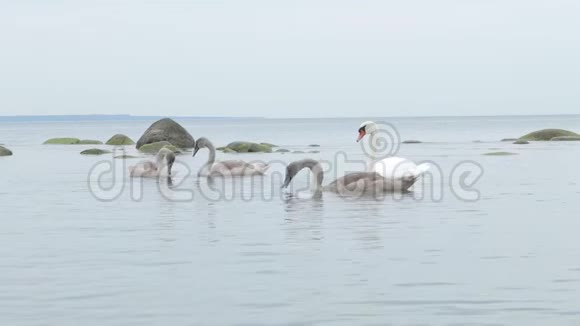 天鹅一家人在自然保护区的湖里游泳吃游客的食物波罗的海视频的预览图