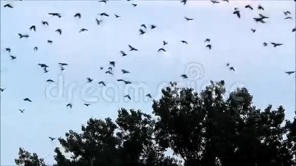 一群乌鸦在空中盘旋视频的预览图