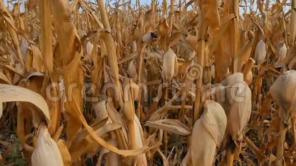 由于严重的干旱条件和高温玉米田间干枯受损视频的预览图