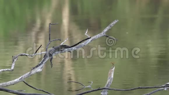 水监测蜥蜴视频的预览图