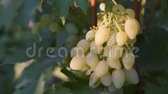 葡萄藤上的一串串葡萄视频的预览图