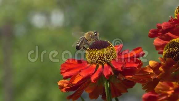 蜜蜂从绿色背景上的红花中采集花蜜充满活力的特写镜头视频的预览图