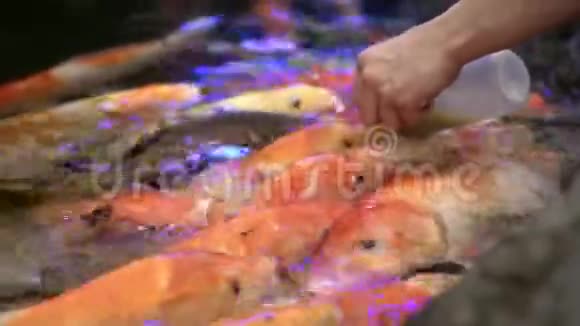 五彩锦鲤鱼在水中婀娜多姿地游动五颜六色的锦鲤鱼在池塘中游动视频的预览图