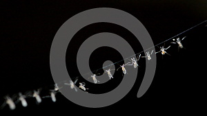 蜘蛛网上的蚊子视频的预览图