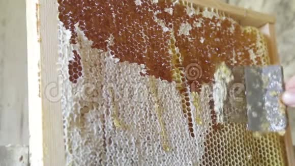 养蜂人从蜂窝框架上切断蜡生产新鲜蜂蜜很多蜂蜜提取工具视频的预览图
