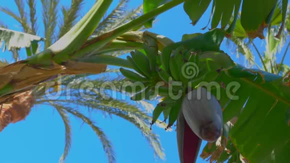树上的花朵和香蕉果实的特写视频的预览图