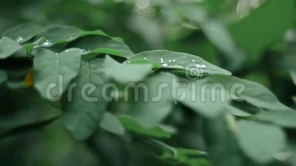 露水滴在森林的叶子上视频的预览图