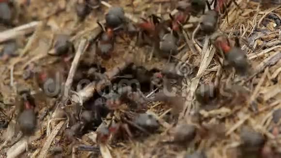 蚂蚁在野外活动视频的预览图