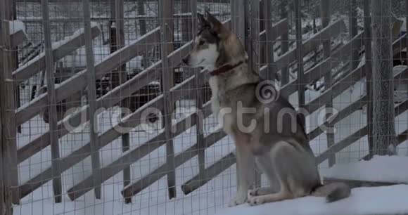 雪撬狗坐在户外笼子里的狗窝里视频的预览图