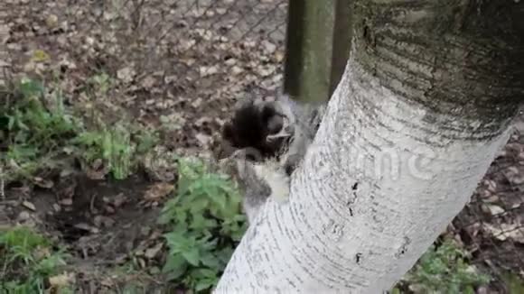小猫爬在树上视频的预览图