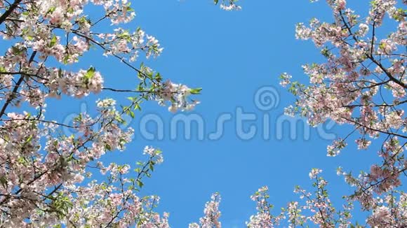 盛开的樱花冠视频的预览图