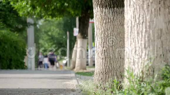 绿叶公园的徒步旅行小径背景模糊上面有许多柔软飞舞的白杨绒毛视频的预览图