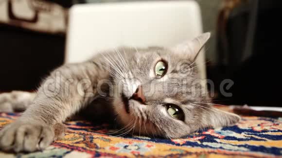 绿眼睛的灰猫躺在地毯上视频的预览图