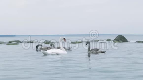 天鹅一家人在自然保护区的湖里游泳吃游客的食物波罗的海视频的预览图