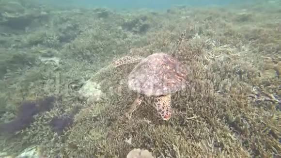 日本冲绳宫子岛海龟视频的预览图