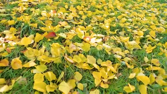 绿色草坪上的黄色落叶视频的预览图