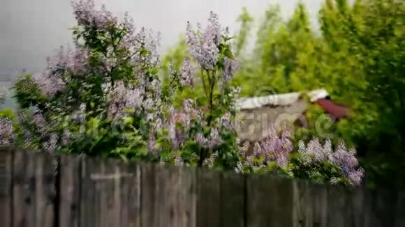 自然界的丁香花视频的预览图