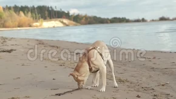 湿狗带着棍子在海滩上奔跑视频的预览图