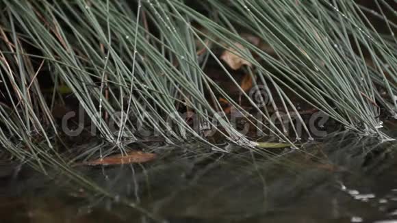 泡沫水和绿色芦苇视频的预览图