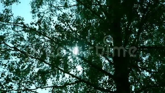 桦树在夏天的天空背景桦树的叶子绿色树叶背景视频的预览图