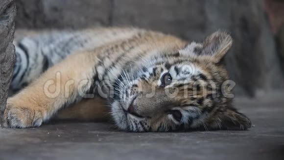困虎宝宝躺在地上表情疲惫动物美丽而危险4K视频慢动作视频的预览图