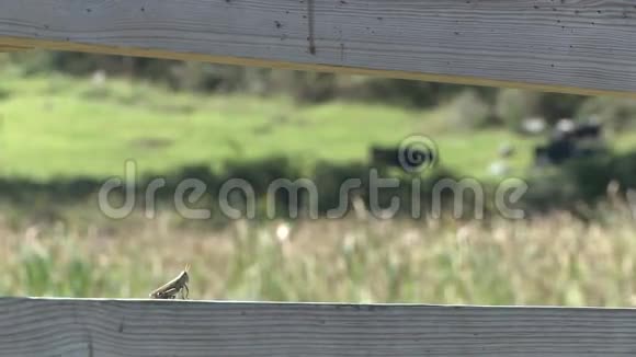 栅栏上的蚱蜢2视频的预览图