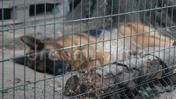 德国牧羊犬睡在笼子里视频的预览图