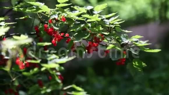 红古兰特挂在花园的灌木丛上视频的预览图