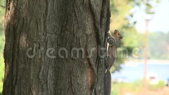 松鼠在树上的滑稽动作视频的预览图