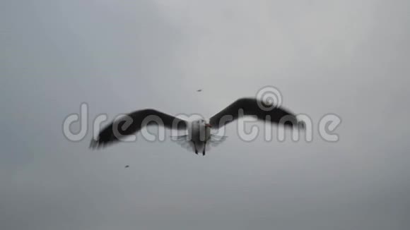 海鸥在云天上飞翔视频的预览图