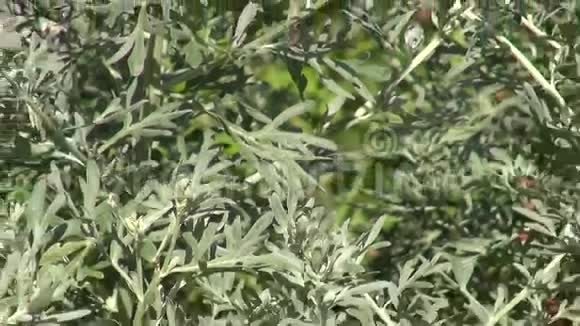 花园里的梧桐树视频的预览图