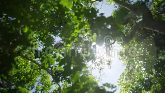 阳光穿透森林的树冠视频的预览图