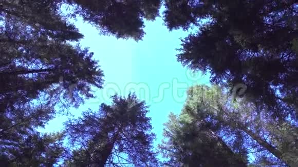 树林中的蓝天视频的预览图