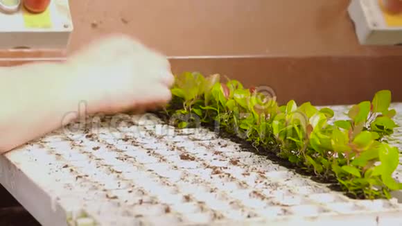 种植手特写人们在传送带上用花盆种植植物温室内的输送机视频的预览图