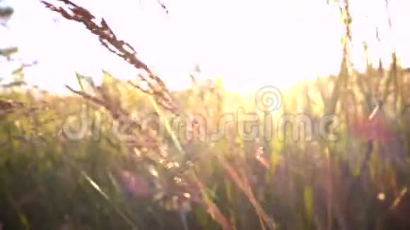 风的草地视频的预览图