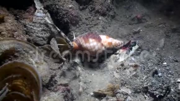 海螺科努斯费鲁金努斯狩猎和采矿进入沙子在夜间视频的预览图