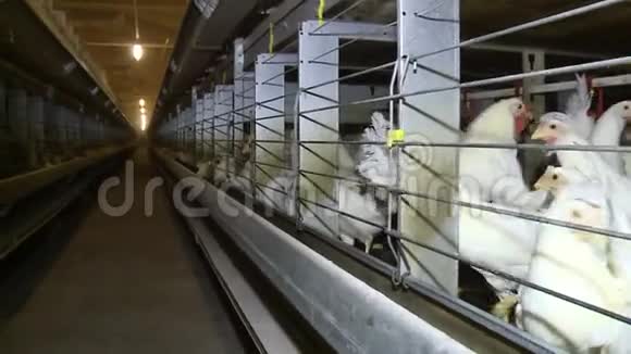 家禽农场的白鸡细胞视频的预览图