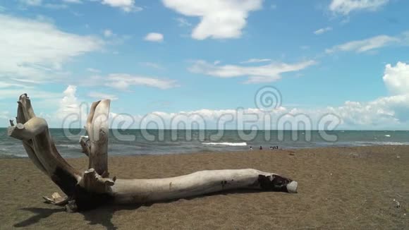 漂流的木头躺在沙滩上视频的预览图