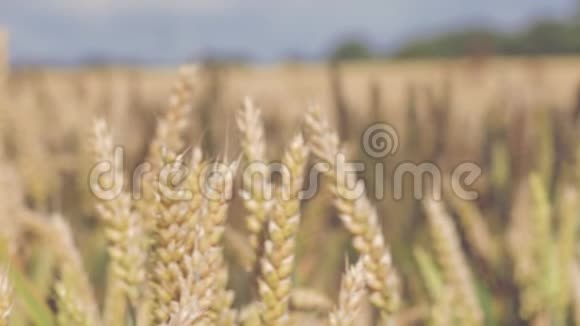 阳光明媚的一天多莉移动到干燥的金色麦头上背景是麦田视频的预览图
