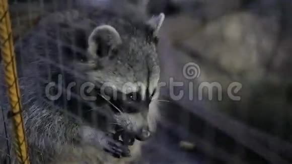 动物园酒吧后面的浣熊视频的预览图