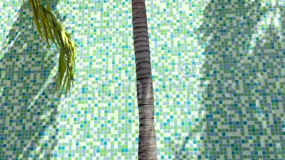 棕榈树阴影绿色瓷砖背景视频的预览图