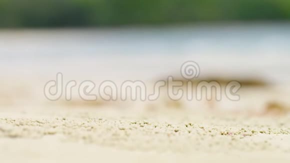 一片海草在海滩上的中镜头视频的预览图